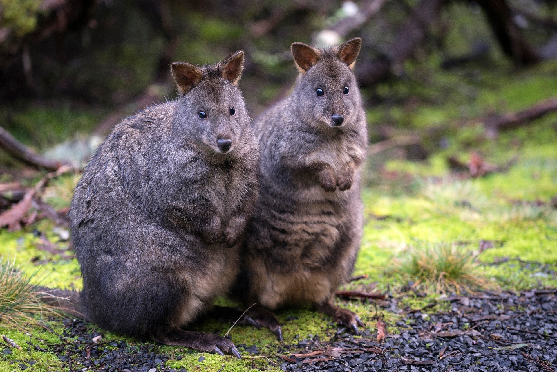 Aus tasmania pademelon wildlife credit Tourism Tasmania Rob Burnett