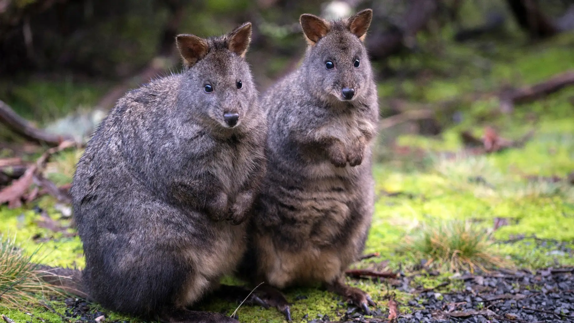 Aus tasmania pademelon wildlife credit Tourism Tasmania Rob Burnett