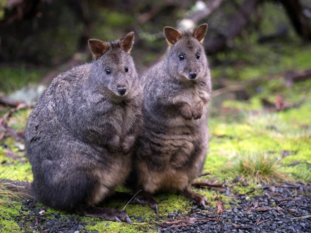 Aus tasmania pademelon wildlife credit Tourism Tasmania Rob Burnett