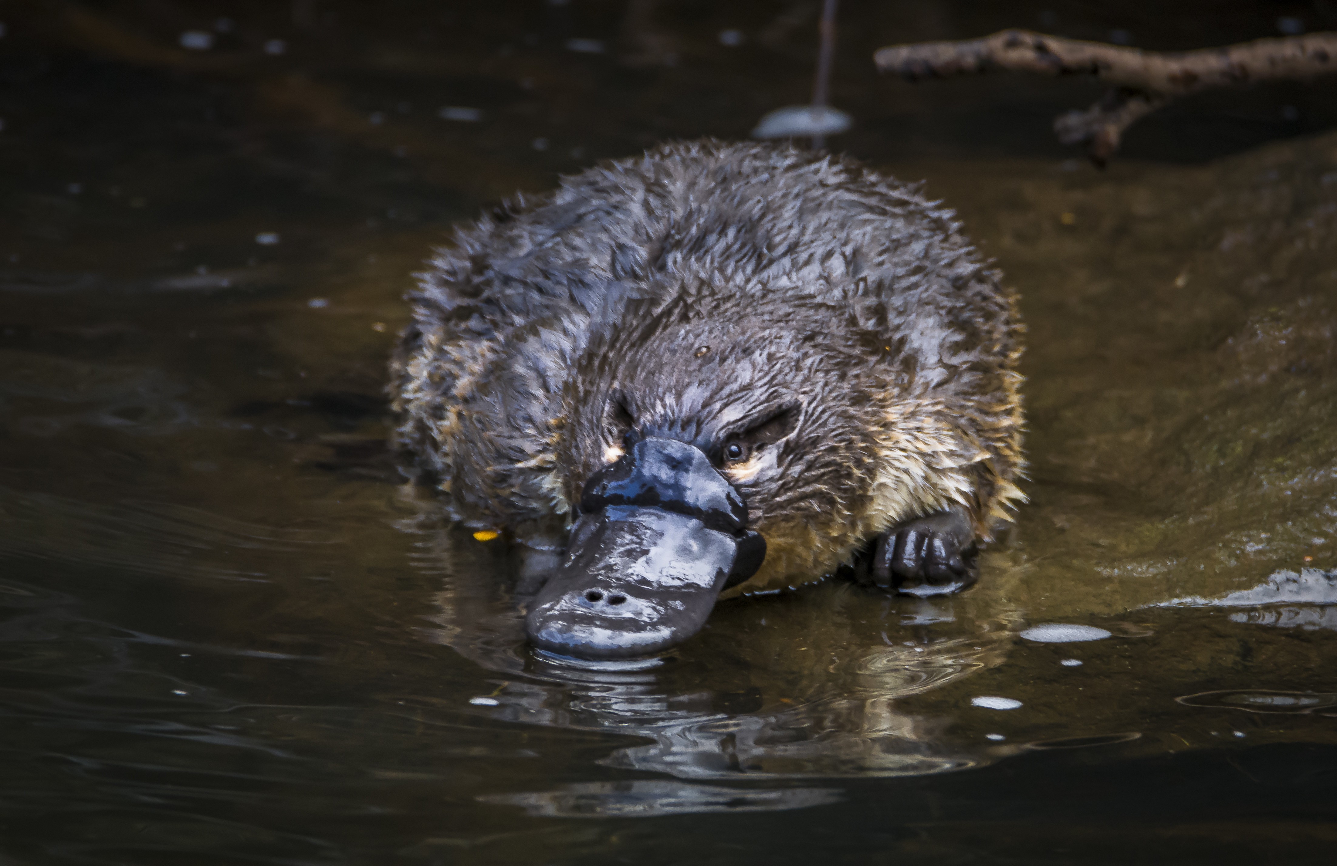 Aus tasmania platypus credit Ash Thomson Photography