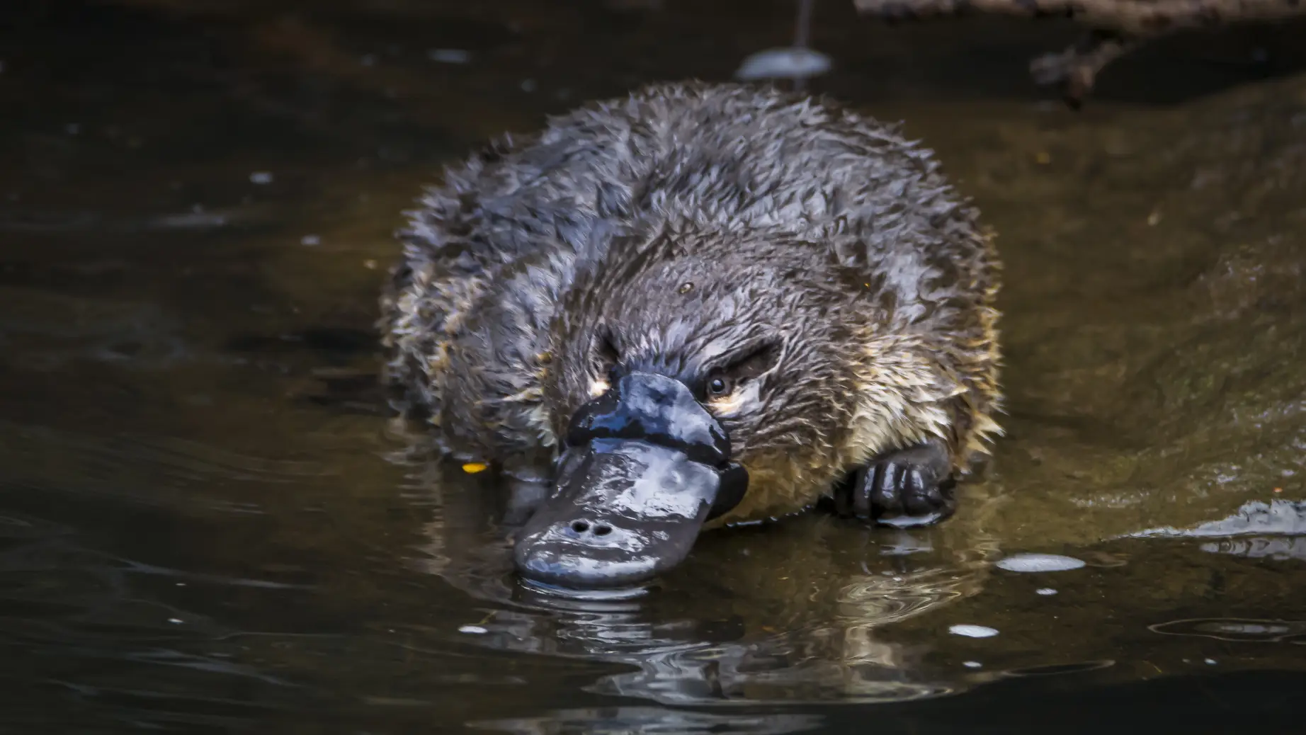 Aus tasmania platypus credit Ash Thomson Photography