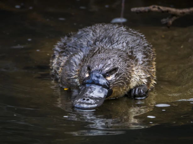 Aus tasmania platypus credit Ash Thomson Photography
