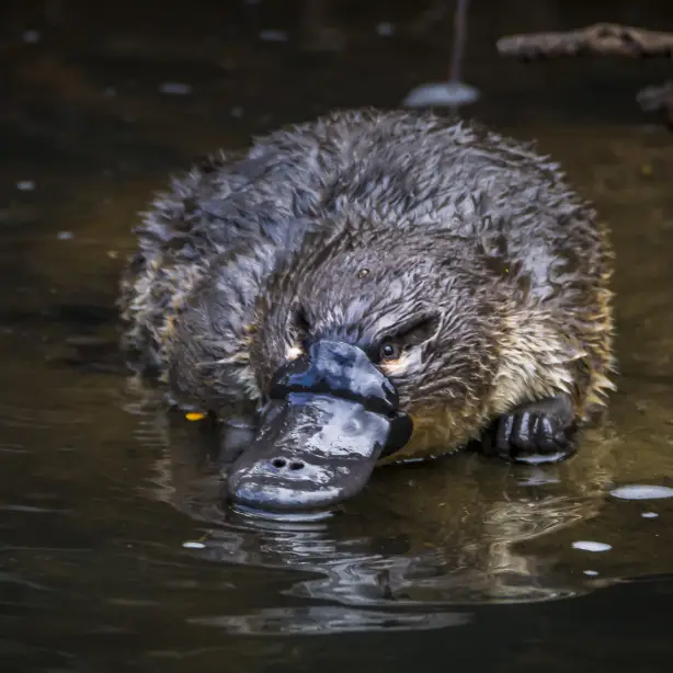 Aus tasmania platypus credit Ash Thomson Photography