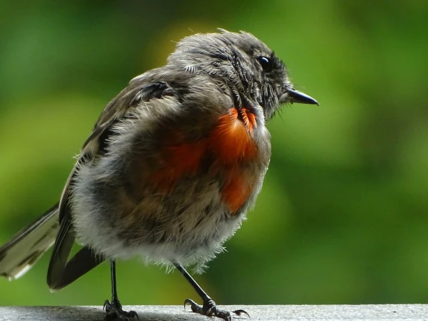Aus tasmania robin bird credit arwen jayne unsplash