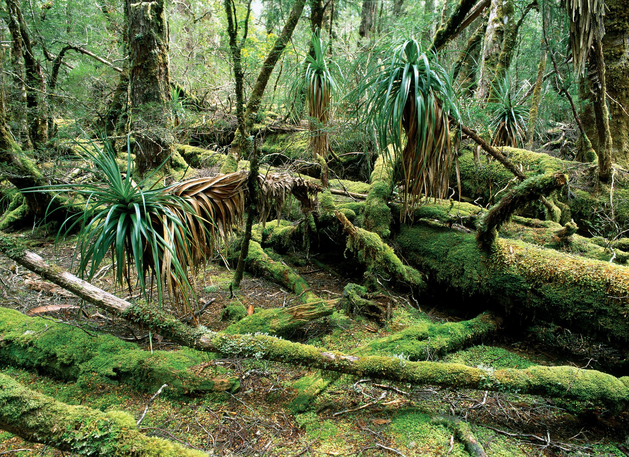 Aus tasmania rainforest credit Tourism Tasmania Paul Sinclair