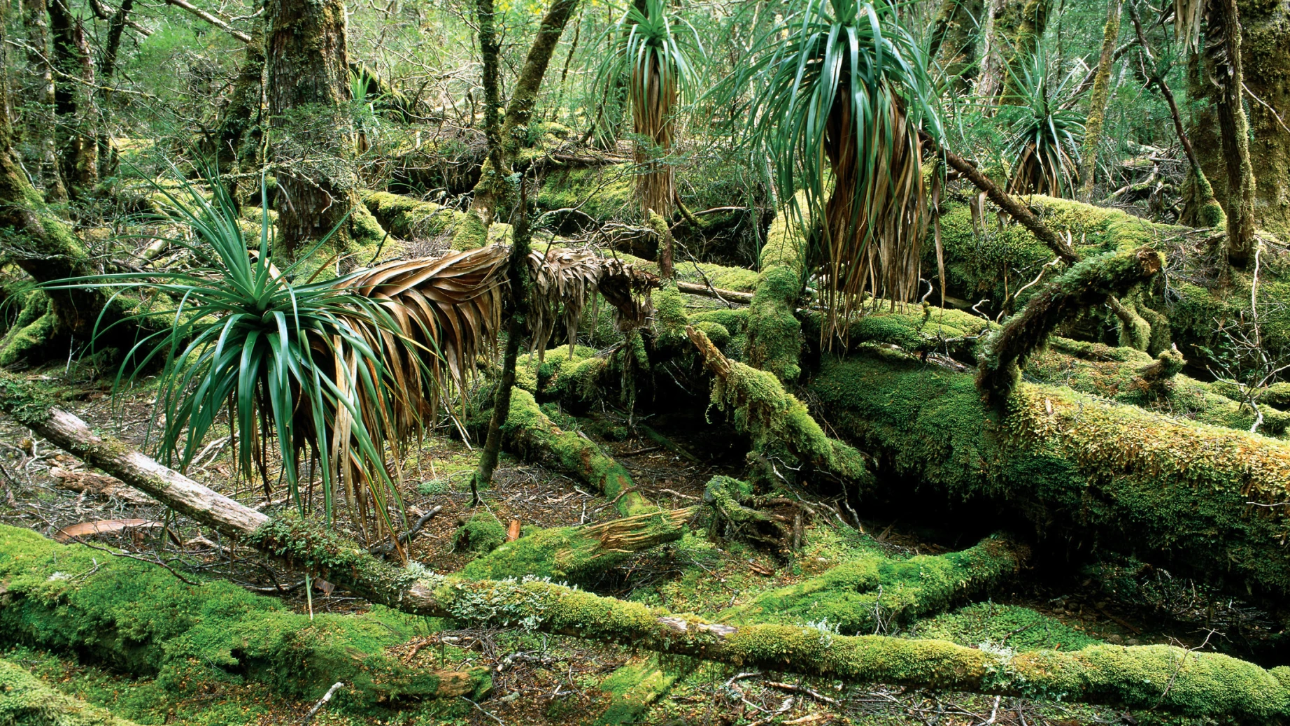 Aus tasmania rainforest credit Tourism Tasmania Paul Sinclair