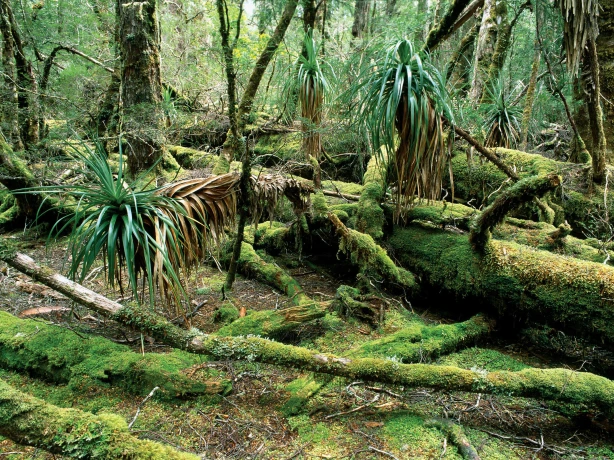 Aus tasmania rainforest credit Tourism Tasmania Paul Sinclair