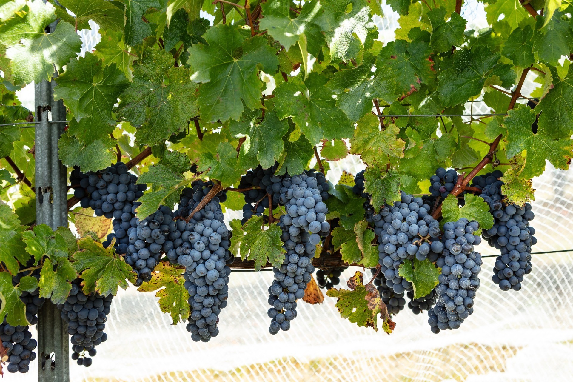 Aus tasmania vello wines winery grapes credit Kelly Slater