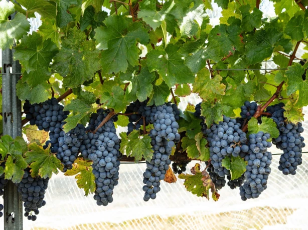 Aus tasmania vello wines winery grapes credit Kelly Slater