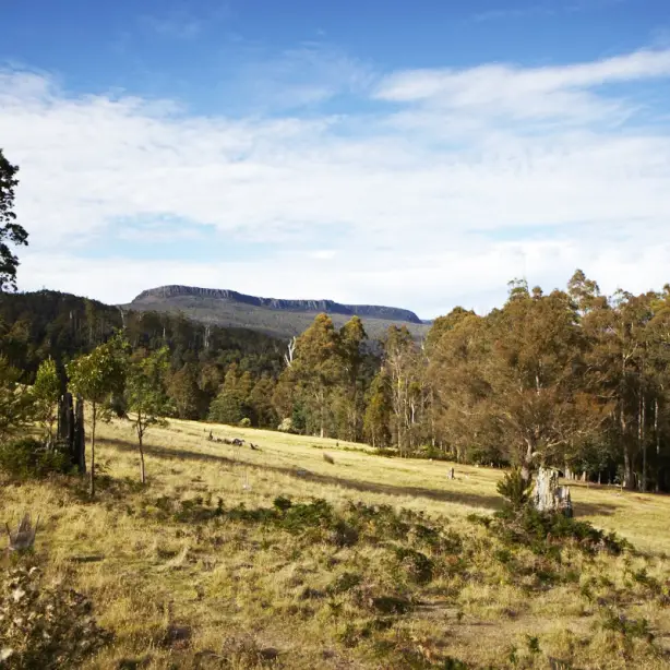 Weite Graslandschaft mit Bäumen und Bergen im Hintergrund