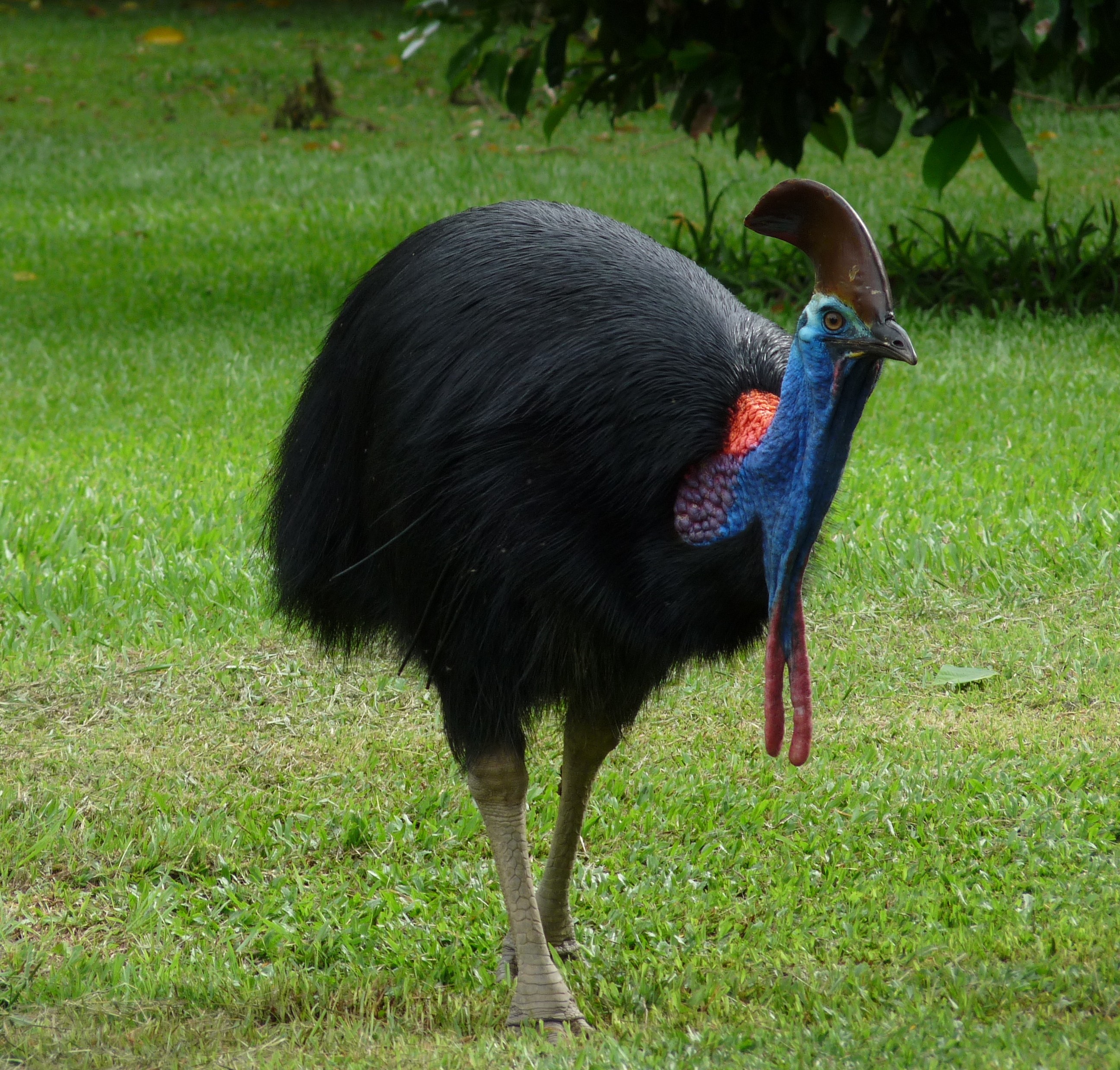AUS - Cassowary