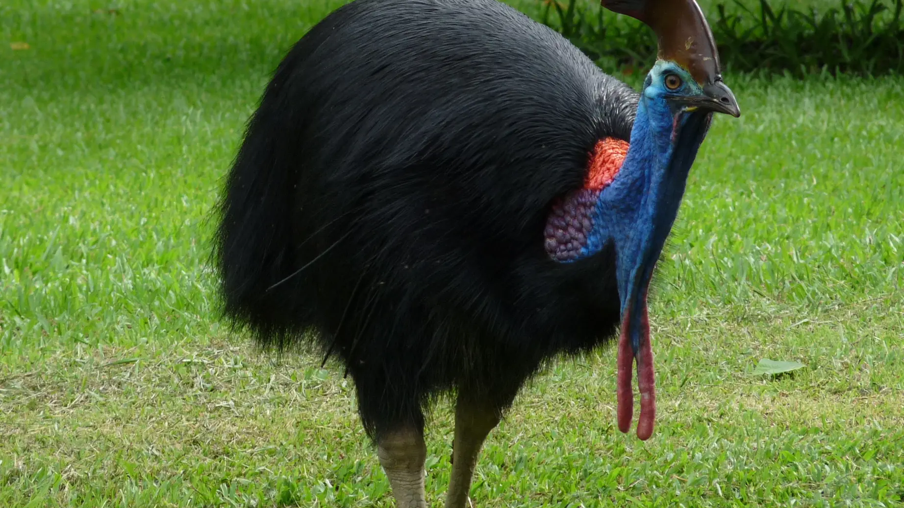 AUS - Cassowary