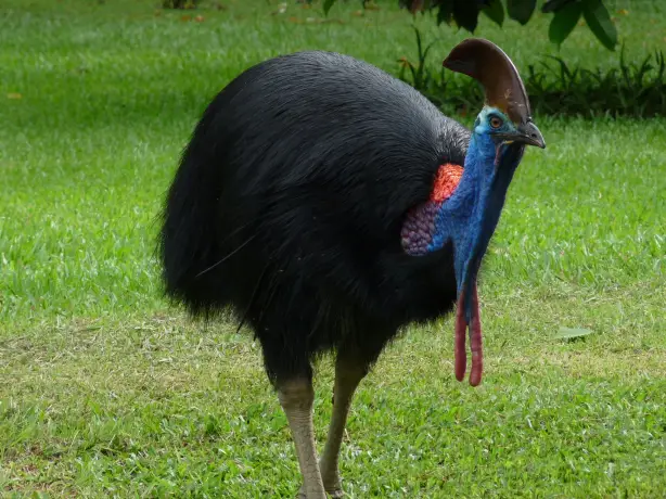 AUS - Cassowary