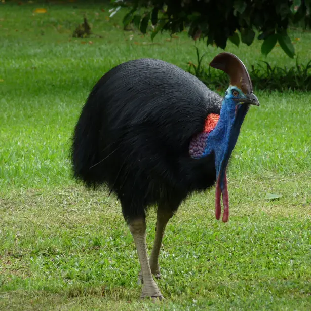 AUS - Cassowary