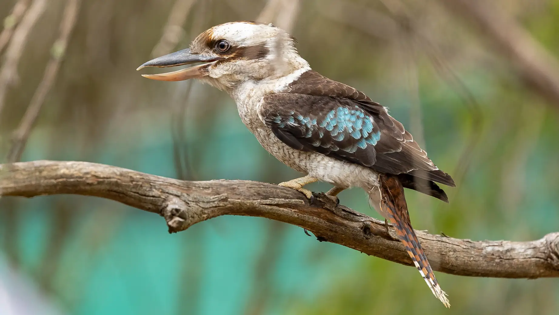 Au kookaburra bird tree discoverpage national parks
