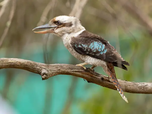 Au kookaburra bird tree discoverpage national parks