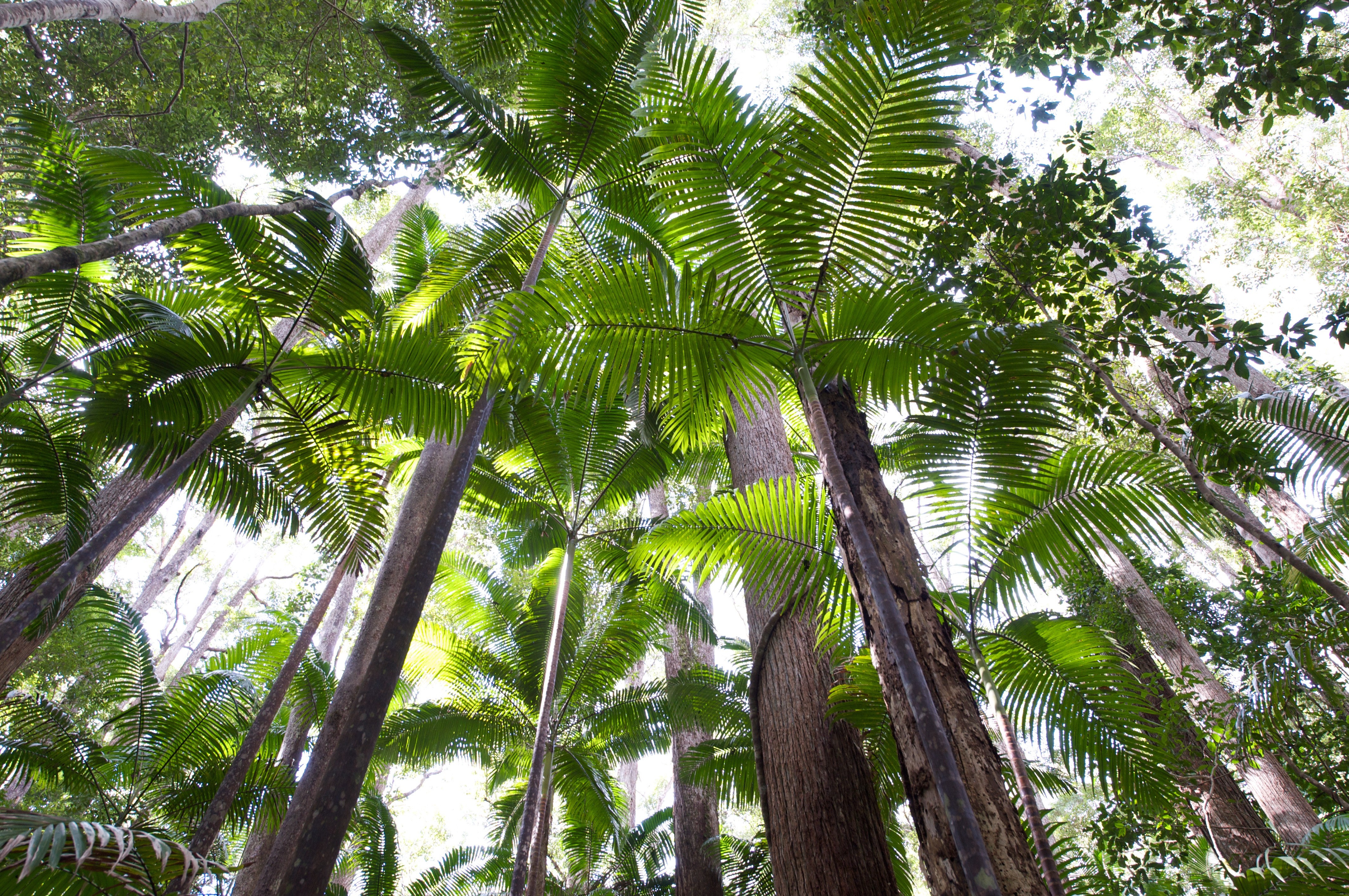 au big trees on Fraser Island discover nat parks