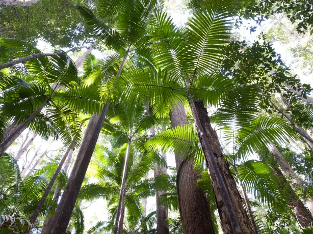 au big trees on Fraser Island discover nat parks