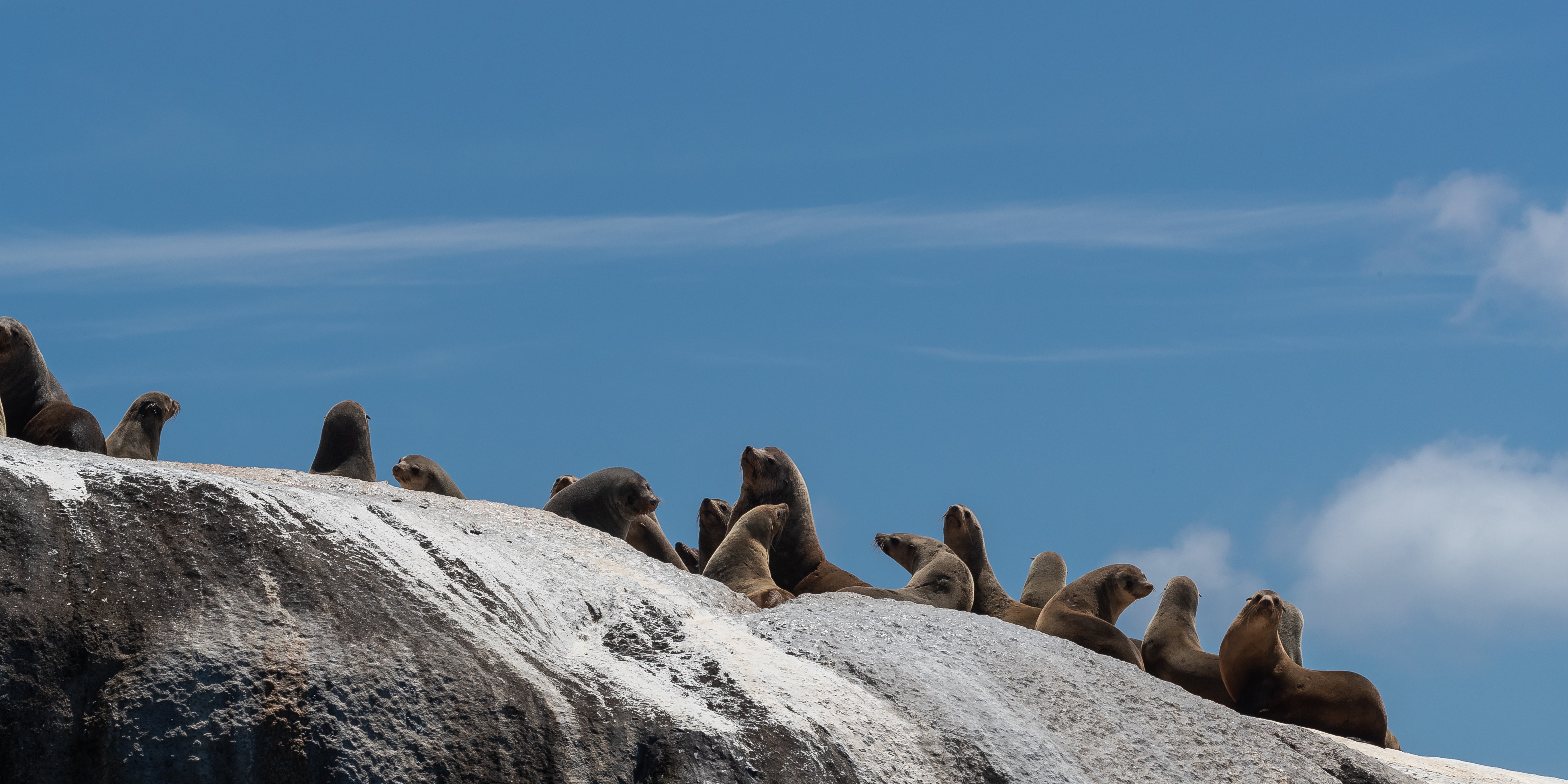 Au seals kangaroo island personal detailed page partner best travel time