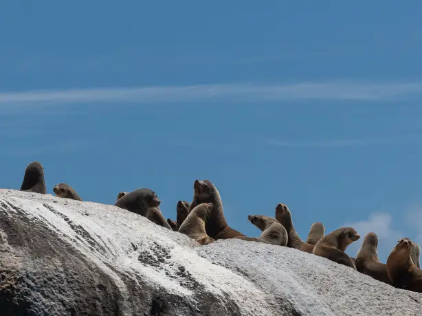 Au seals kangaroo island personal detailed page partner best travel time