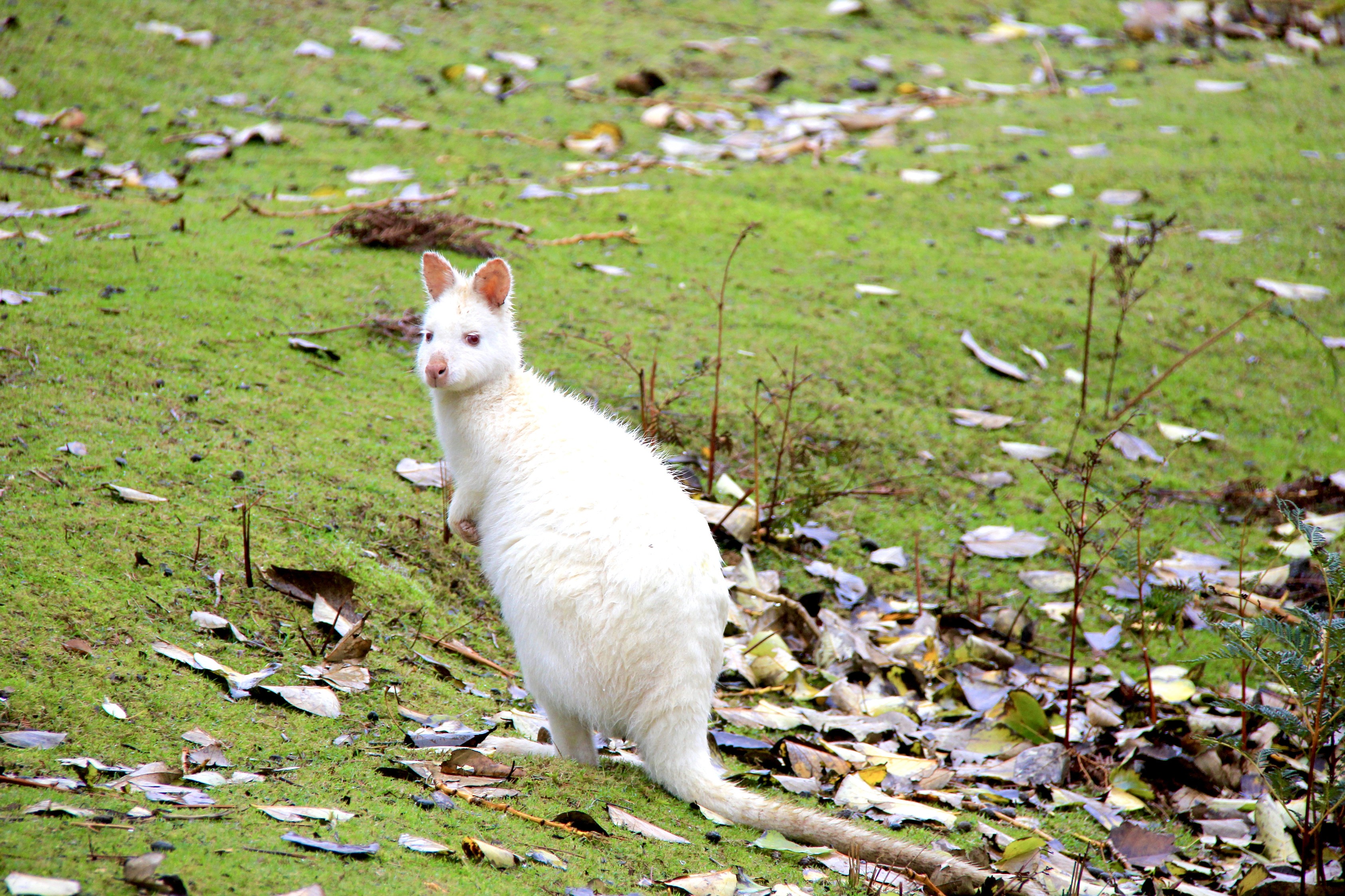 australien tasmanien weißes wallaby albino wallaby