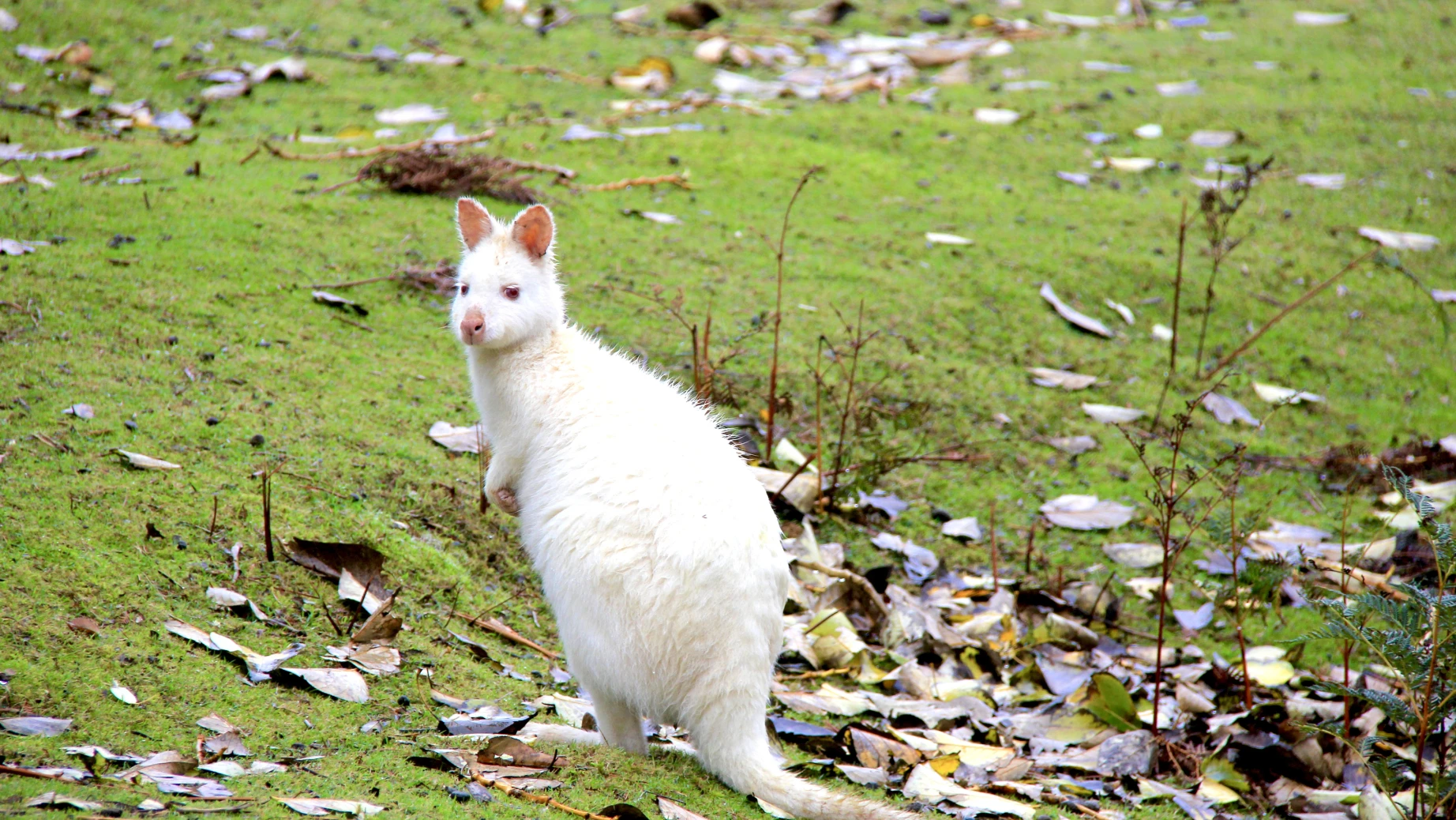 australien tasmanien weißes wallaby albino wallaby
