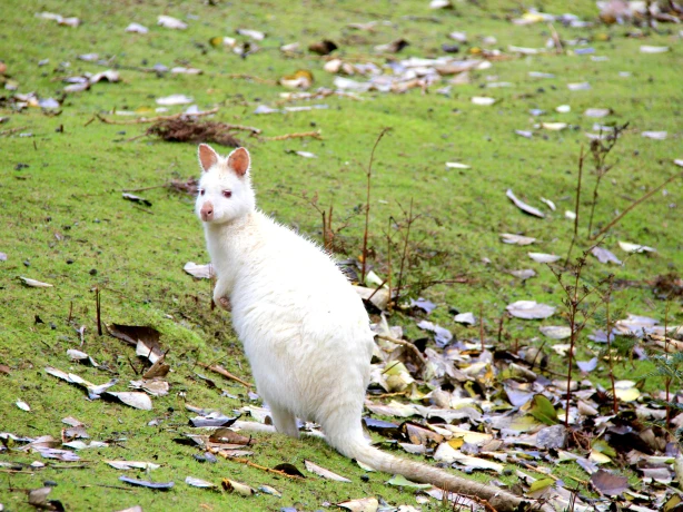 australien tasmanien weißes wallaby albino wallaby