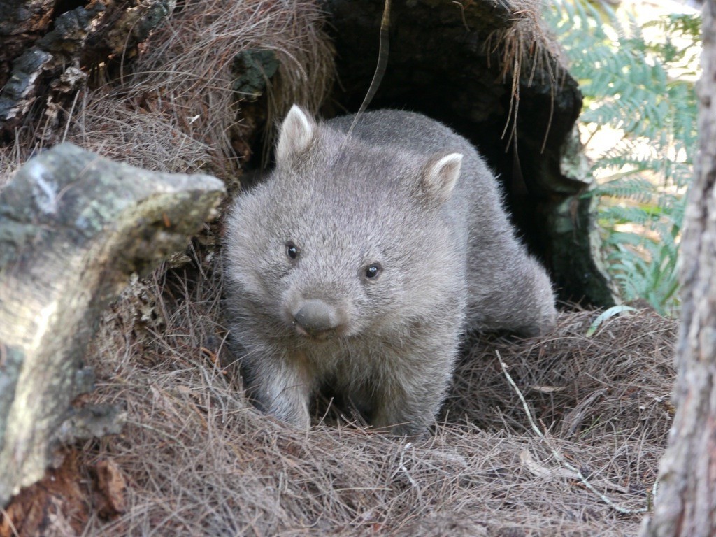 australien tasmanien wombat im Narawntapu National park