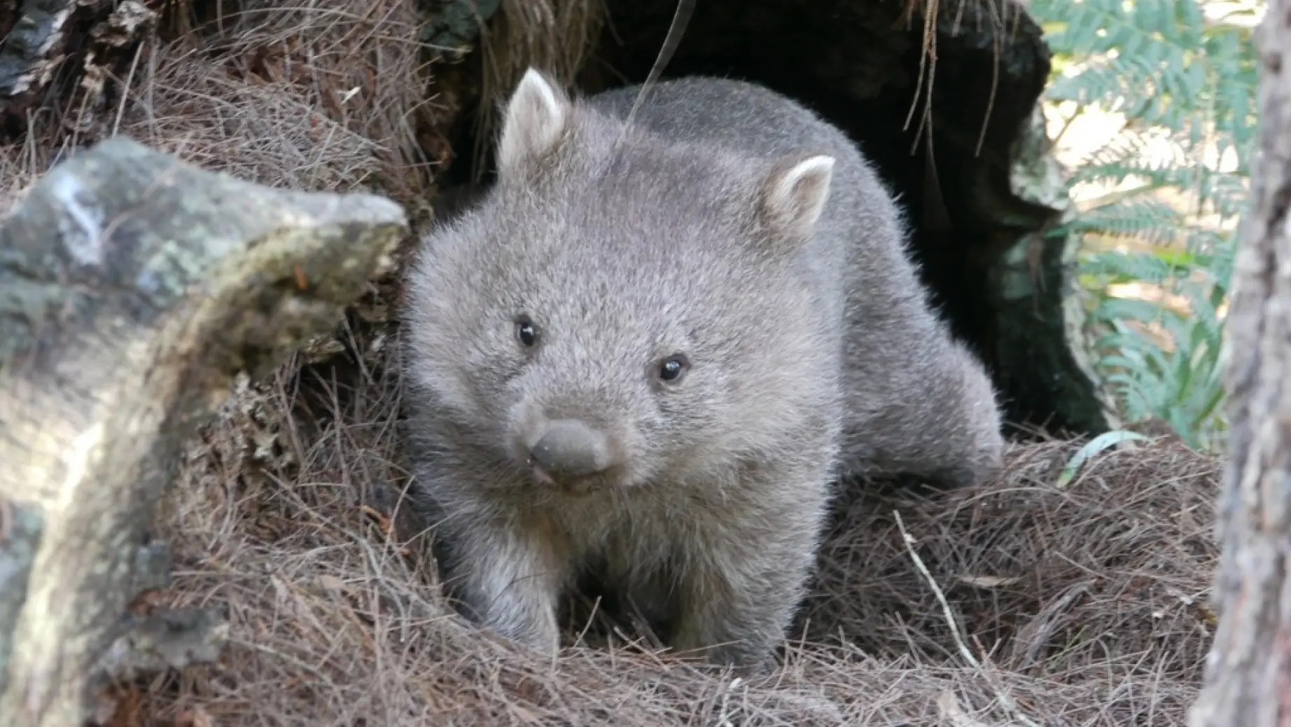 australien tasmanien wombat im Narawntapu National park