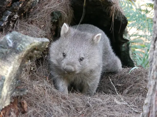 australien tasmanien wombat im Narawntapu National park