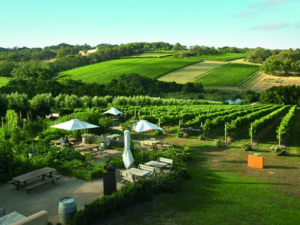 Au mornington peninsula vineyard discoverpage regions