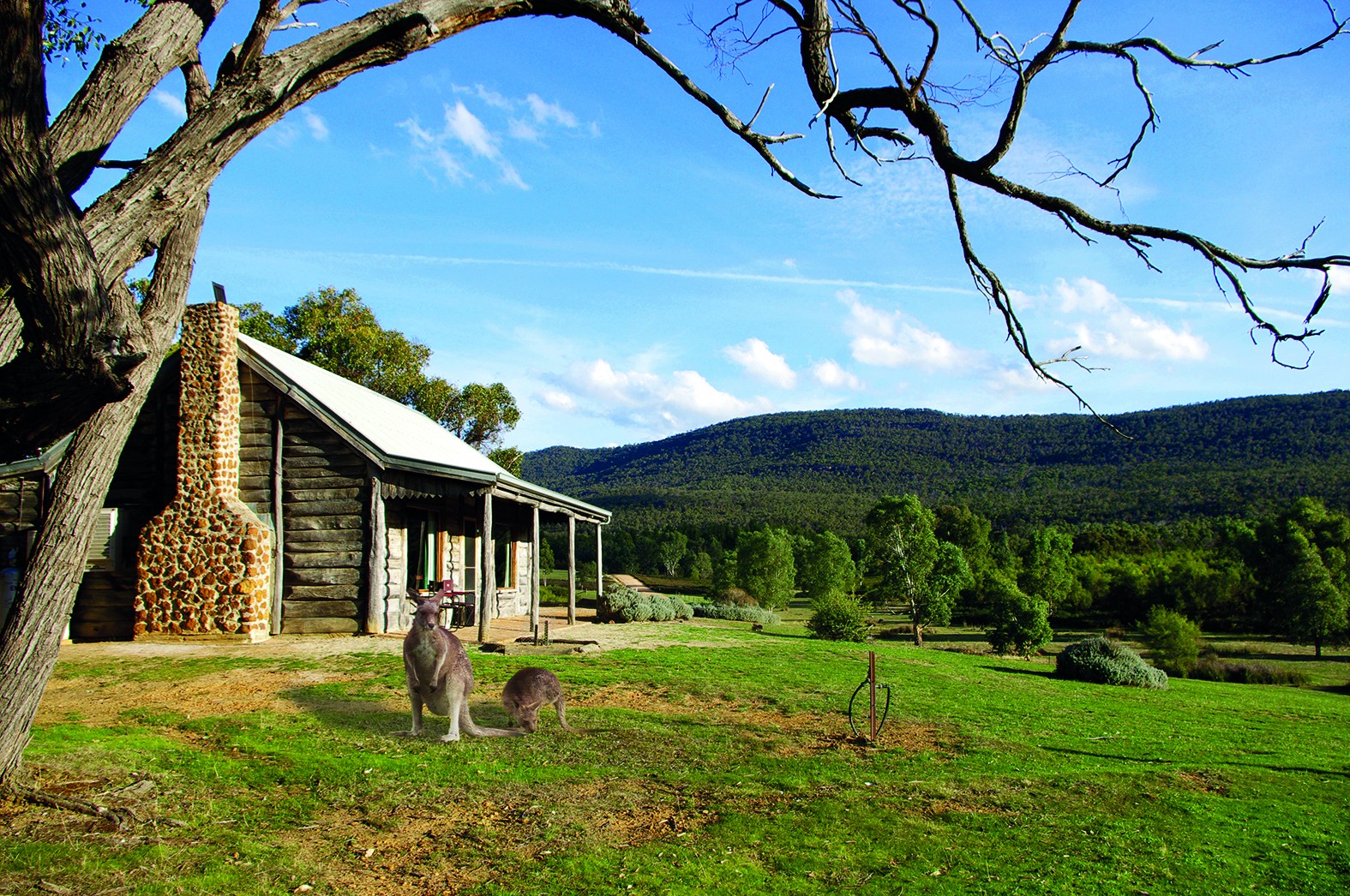 Australien victoria grampians cottage bed and breakfast känguru