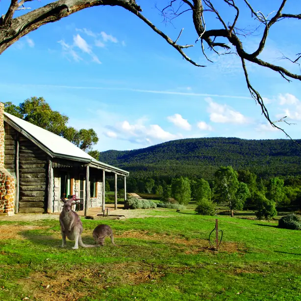 Australien victoria grampians cottage bed and breakfast känguru