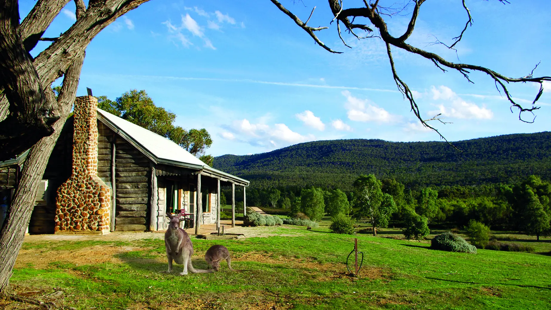 A little cottage surrounded by nature, with two kangaroos in the meadow in front of it