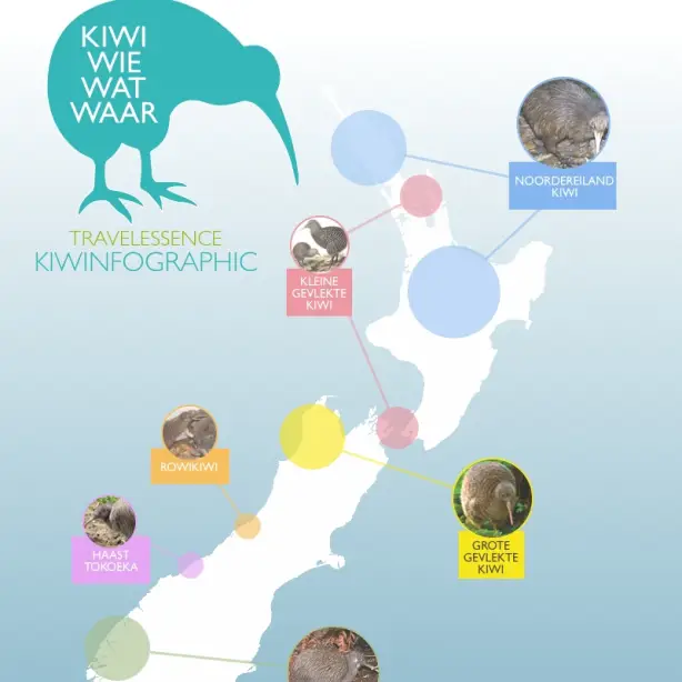 Kiwinfographic