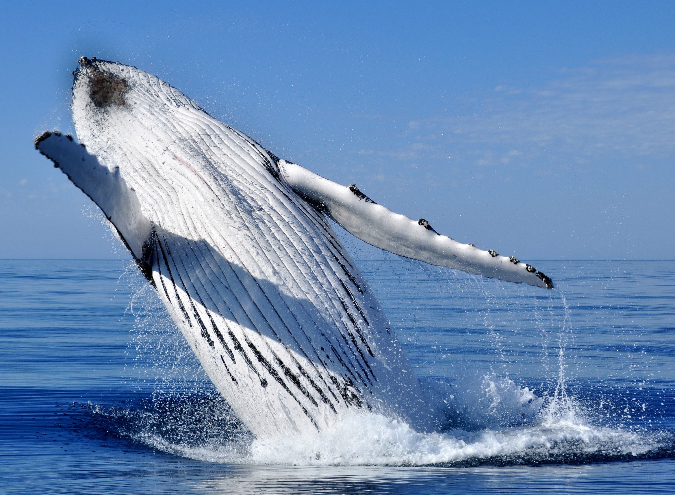 aus sydney whale watching
