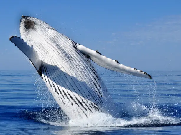 aus sydney whale watching
