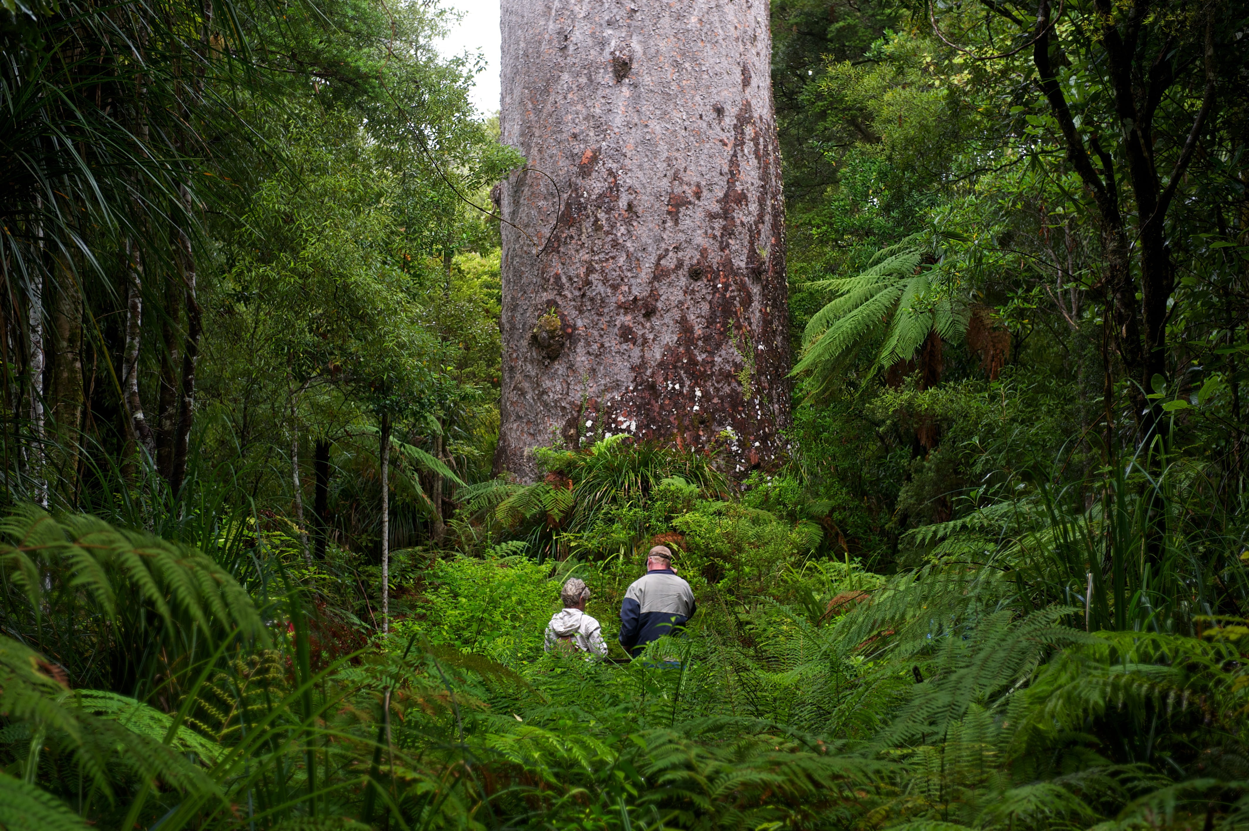 Neuseeland Omapere reiseblog northland maori kultur Tane Mahuta Waipoua Forest