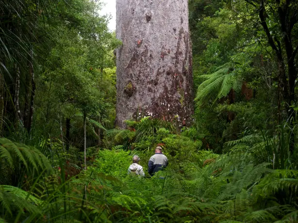 Neuseeland Omapere reiseblog northland maori kultur Tane Mahuta Waipoua Forest