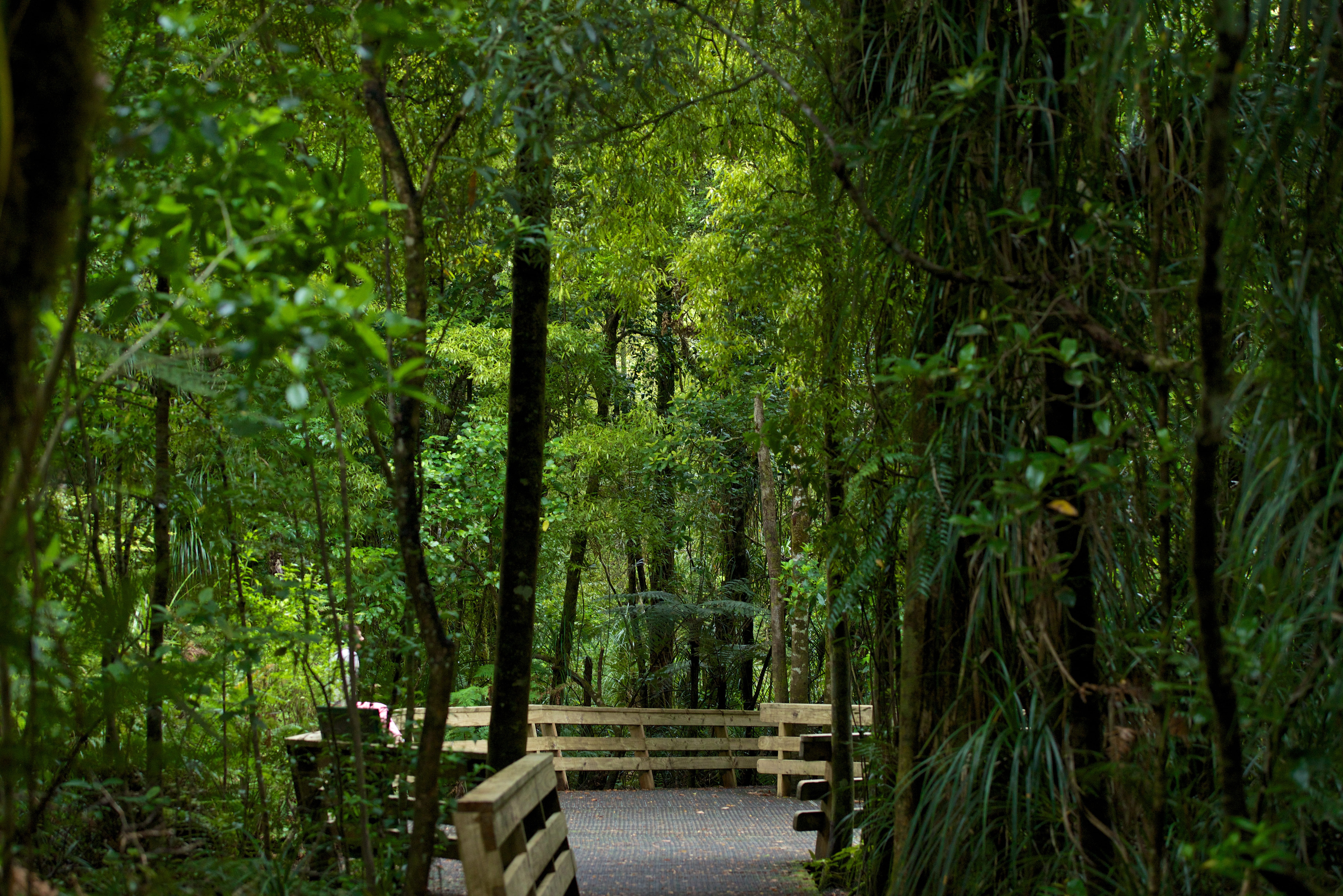 kauri forest