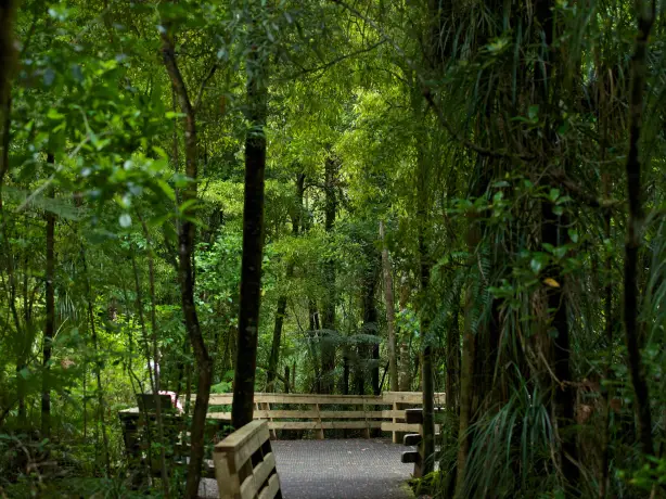 kauri forest