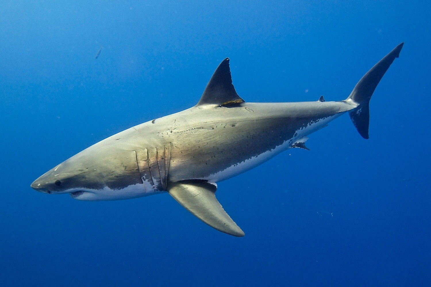 Shark