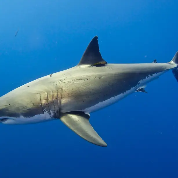 Shark