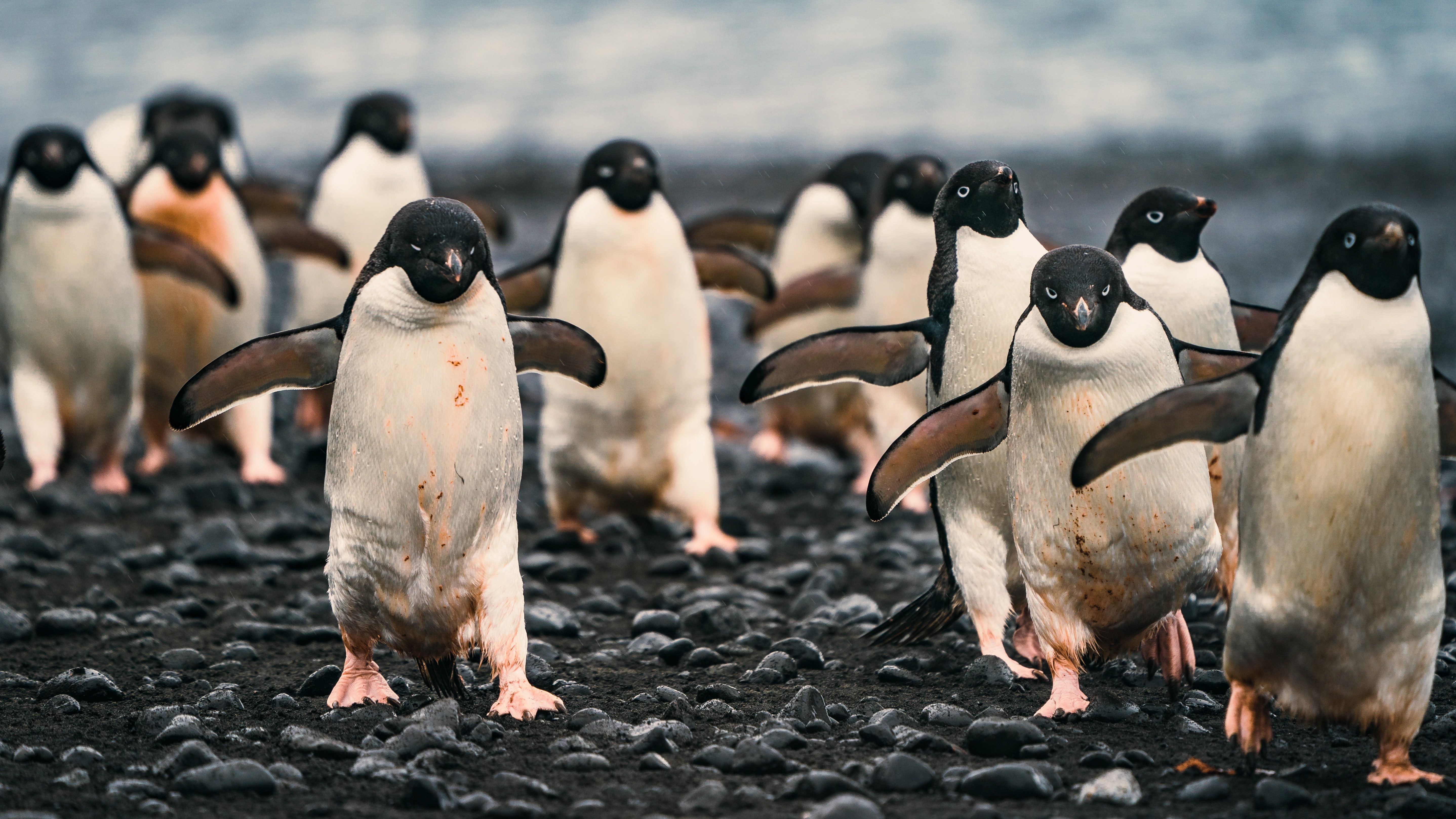 penguins antarctica