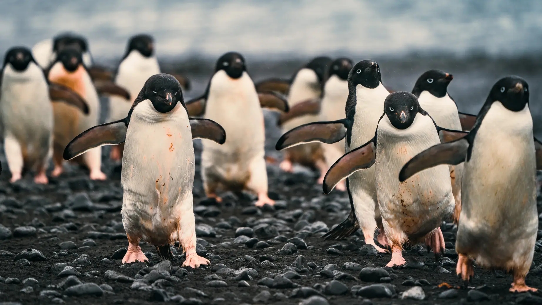penguins antarctica
