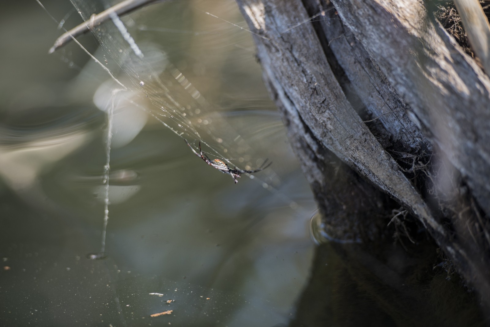 Redback spider