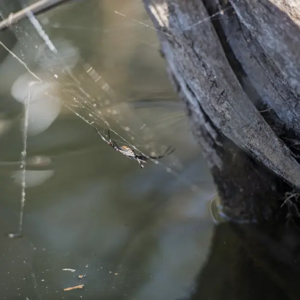 Redback spider