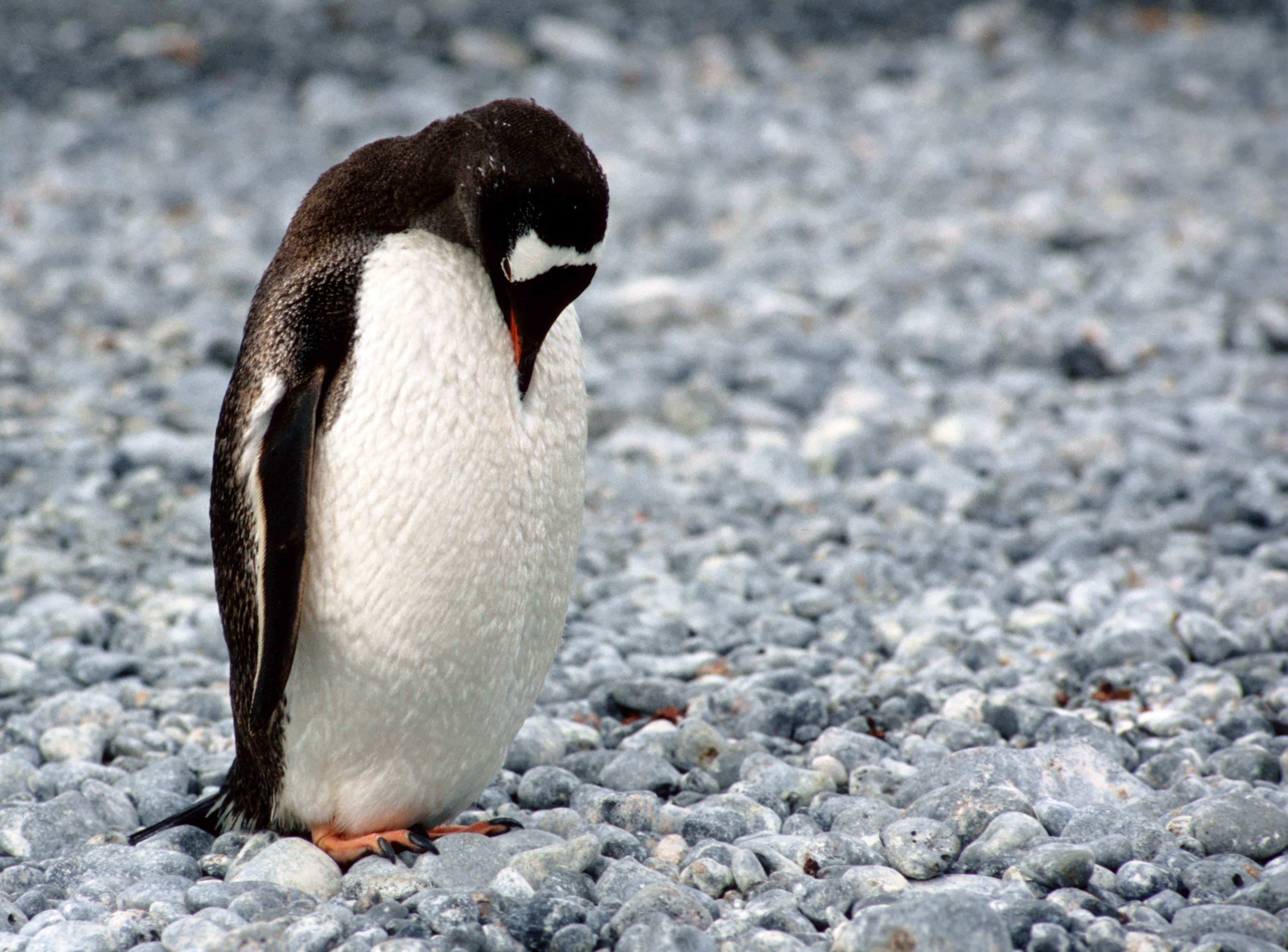 antarctica penguin