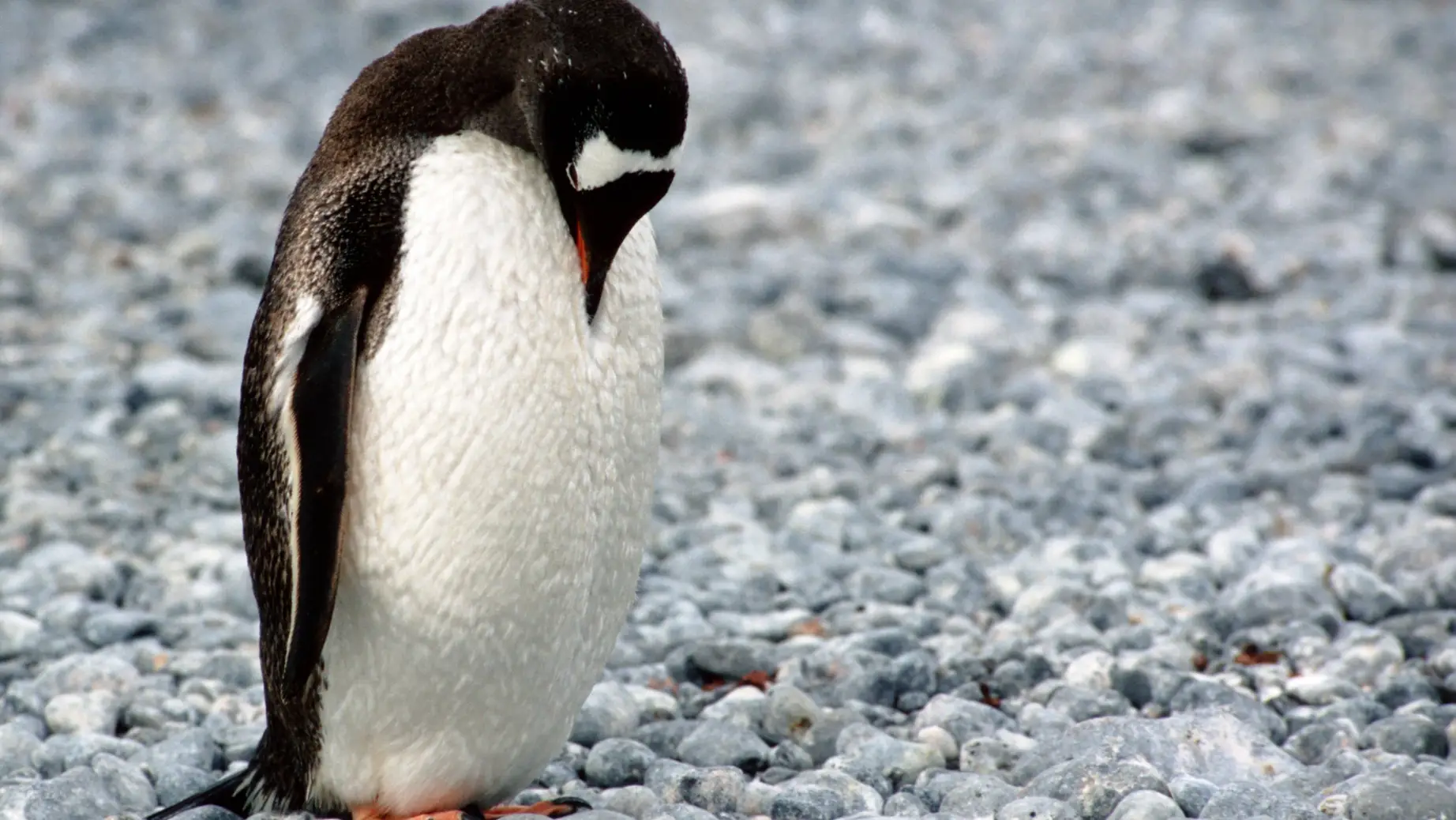 antarctica penguin
