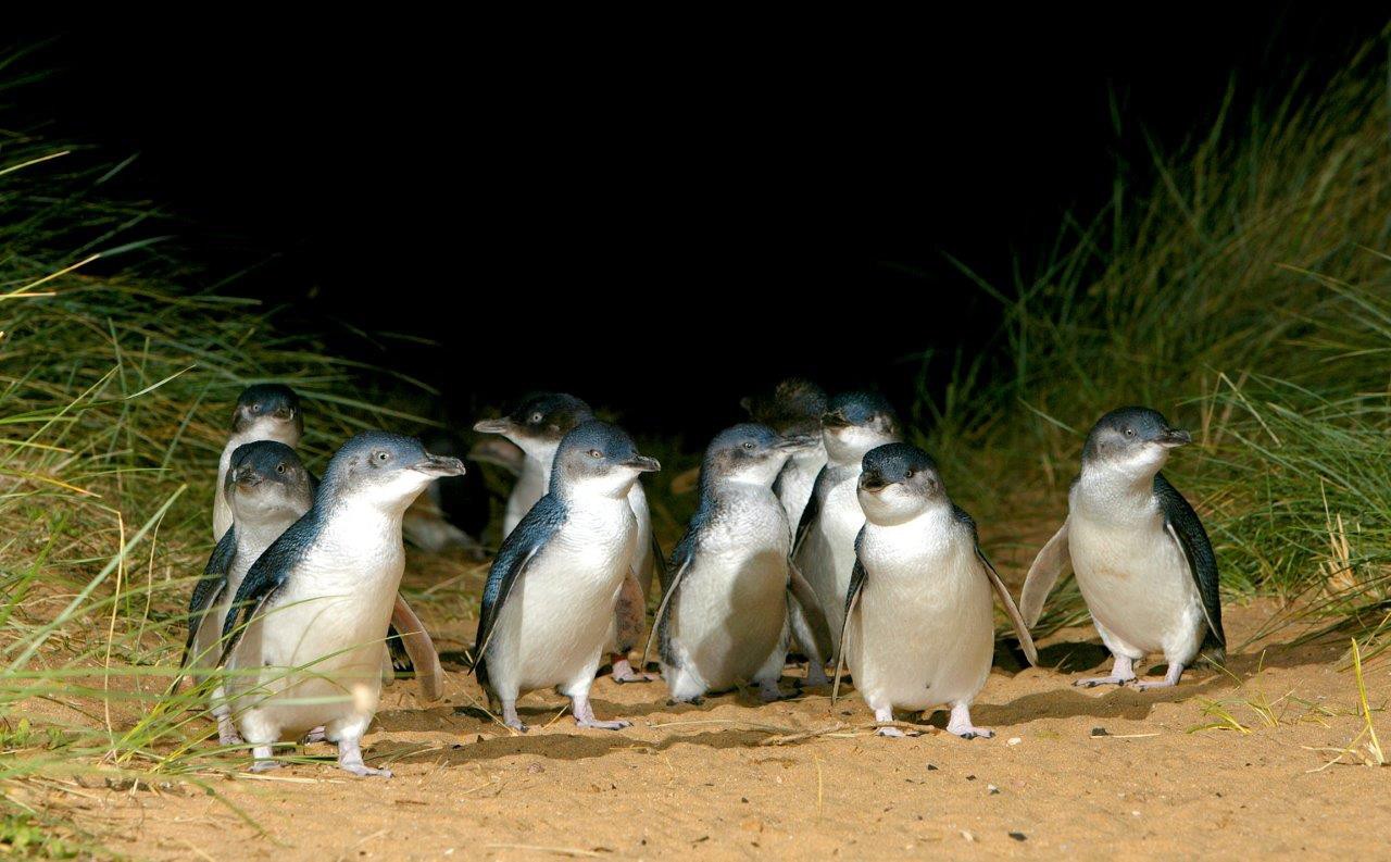 Places - Phillip Island